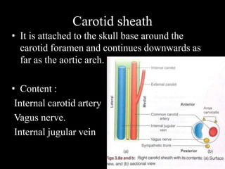 Carotid sheath
• It is attached to the skull base around the
carotid foramen and continues downwards as
far as the aortic arch.
• Content :
Internal carotid artery
Vagus nerve.
Internal jugular vein
 