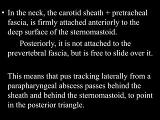 • In the neck, the carotid sheath + pretracheal
fascia, is firmly attached anteriorly to the
deep surface of the sternomastoid.
Posteriorly, it is not attached to the
prevertebral fascia, but is free to slide over it.
This means that pus tracking laterally from a
parapharyngeal abscess passes behind the
sheath and behind the sternomastoid, to point
in the posterior triangle.
 