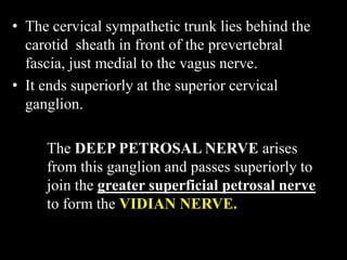 • The cervical sympathetic trunk lies behind the
carotid sheath in front of the prevertebral
fascia, just medial to the vagus nerve.
• It ends superiorly at the superior cervical
ganglion.
The DEEP PETROSAL NERVE arises
from this ganglion and passes superiorly to
join the greater superficial petrosal nerve
to form the VIDIAN NERVE.
 