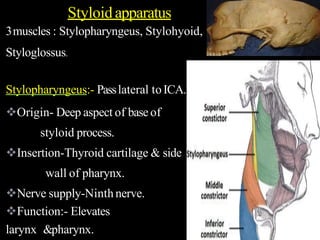 3muscles : Stylopharyngeus, Stylohyoid,
Styloglossus.
Stylopharyngeus:- Passlateral toICA.
Origin- Deep aspect of baseof
styloid process.
Insertion-Thyroid cartilage & side
wall of pharynx.
Nerve supply-Ninthnerve.
Function:- Elevates
larynx &pharynx.
Styloidapparatus
 