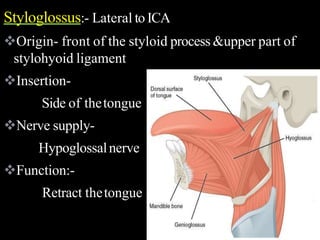 Styloglossus:- Lateral to ICA
Origin- front of the styloid process &upper part of
stylohyoid ligament
Insertion-
Side of thetongue
Nerve supply-
Hypoglossalnerve
Function:-
Retract thetongue .
 