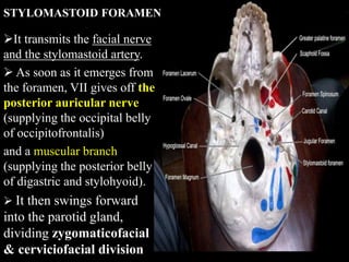 STYLOMASTOID FORAMEN
It transmits the facial nerve
and the stylomastoid artery.
 As soon as it emerges from
the foramen, VII gives off the
posterior auricular nerve
(supplying the occipital belly
of occipitofrontalis)
and a muscular branch
(supplying the posterior belly
of digastric and stylohyoid).
 It then swings forward
into the parotid gland,
dividing zygomaticofacial
& cerviciofacial division
 