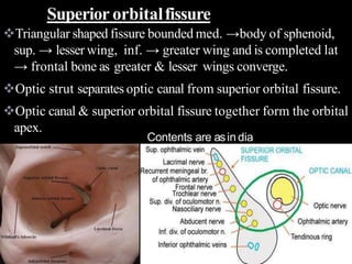 Triangular shaped fissure bounded med. →body of sphenoid,
sup. → lesser wing, inf. → greater wing and is completed lat
→ frontal bone as greater & lesser wings converge.
Optic strut separates optic canal from superior orbital fissure.
Optic canal & superior orbital fissure together form the orbital
apex.
Contents are asin dia
Superior orbitalfissure
 