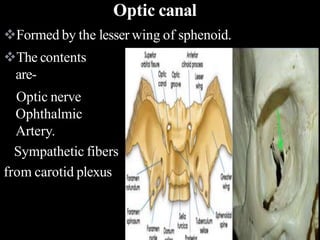 Optic canal
Formed by the lesser wing of sphenoid.
The contents
are-
Optic nerve
Ophthalmic
Artery.
Sympathetic fibers
from carotid plexus
 