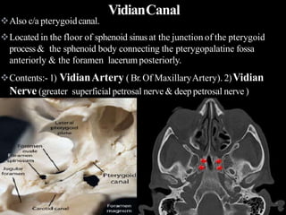VidianCanal
Also c/a pterygoidcanal.
Located in the floor of sphenoid sinus at the junction of the pterygoid
process& the sphenoid body connecting the pterygopalatine fossa
anteriorly & the foramen lacerumposteriorly.
Contents:- 1) VidianArtery ( Br.Of MaxillaryArtery). 2)Vidian
Nerve (greater superficial petrosal nerve & deeppetrosal nerve )
 