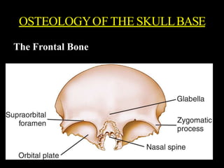 OSTEOLOGYOF THE SKULLBASE
The Frontal Bone
 