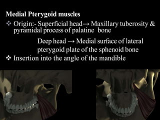 Medial Pterygoid muscles
 Origin:- Superficial head→ Maxillary tuberosity &
pyramidal process of palatine bone
Deep head → Medial surface of lateral
pterygoid plate of the sphenoid bone
 Insertion into the angle of the mandible
 