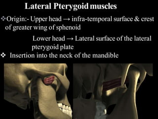 Origin:- Upper head → infra-temporal surface & crest
of greater wing of sphenoid
Lower head → Lateral surface of the lateral
pterygoid plate
 Insertion into the neck of the mandible
Lateral Pterygoidmuscles
 