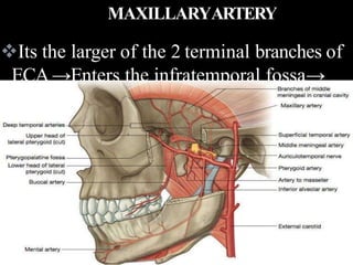 Its the larger of the 2 terminal branches of
ECA→Enters the infratemporal fossa→
Pass forward bwt ramus of mandible &
sphenomandibular ligament → Then runs
sup or deep to the lateral pterygoid muscle
→ Pterygomaxillary fissure →
Pterygopalatine fossa.
MAXILLARYARTERY
 