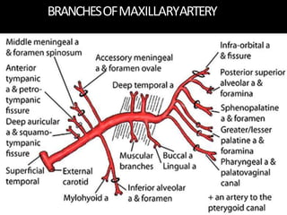 BRANCHESOFMAXILLARYARTERY
 
