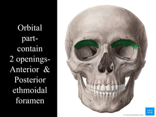 Orbital
part-
contain
2 openings-
Anterior &
Posterior
ethmoidal
foramen
 