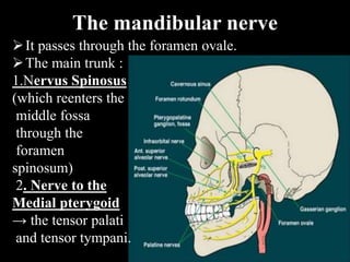 The mandibular nerve
It passes through the foramen ovale.
The main trunk :
1.Nervus Spinosus
(which reenters the
middle fossa
through the
foramen
spinosum)
2. Nerve to the
Medial pterygoid
→ the tensor palati
and tensor tympani.
 