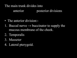 The main trunk divides into
anterior posterior divisions
• The anterior division:-
1. Buccal nerve → buccinator to supply the
mucous membrane of the cheek.
2. Temporalis
3. Masseter
4. Lateral pterygoid.
 