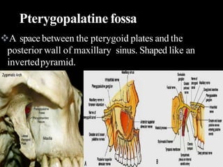 A space between the pterygoid plates and the
posterior wall of maxillary sinus. Shaped like an
invertedpyramid.
Pterygopalatine fossa
 