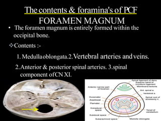 Thecontents & foramina's of PCF
FORAMEN MAGNUM
• The foramen magnum is entirely formed within the
occipital bone.
Contents :-
1. Medullaoblongata.2.Vertebral arteries andveins.
2.Anterior & posterior spinal arteries. 3.spinal
component ofCNXI.
 
