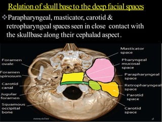 Parapharyngeal, masticator, carotid &
retropharyngeal spacesseen in close contact with
the skullbase along their cephalad aspect.
Relationof skullbaseto the deepfacial spaces
 