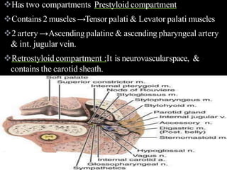 Has two compartments Prestyloid compartment
Contains2 muscles→Tensor palati & Levator palati muscles
2 artery →Ascending palatine & ascending pharyngeal artery
& int. jugular vein.
Retrostyloid compartment :It is neurovascularspace, &
contains the carotid sheath.
 