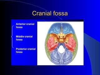 Cranial fossaCranial fossa
 