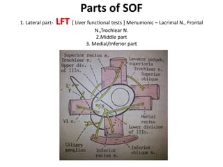 Superior oblique tendon goes underneath the superior rectus
where are inferior oblique muscle goes below the inferior rectus
 