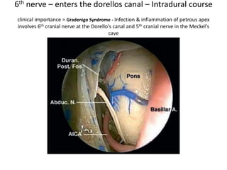 The pontomedullary junction.
1. The exit zones of the hypoglossal and abducent nerves are at
the same level [ same vertical line when view from Transclival
approah ( through lower clivus ) ]
2. The abducent nerve exits from the pontomedullary junction, and ascends
in a rostral and lateral direction toward the clivus.
 