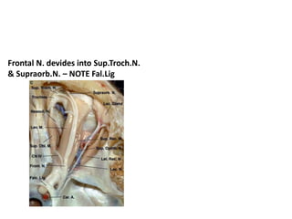 Parts of SOF
1. Lateral part- LFT [ Liver functional tests ] Menumonic – Lacrimal N., Frontal
N.,Trochlear N.
2.Middle part
3. Medial/Inferior part
 