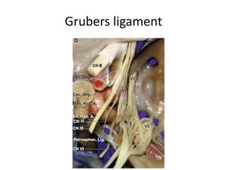 Inferior boarder of L-OCR is by 6th
nerve & V1
 