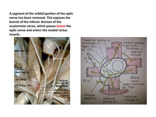 Frontal N. devides into Sup.Troch.N.
& Supraorb.N. – NOTE Fal.Lig
 