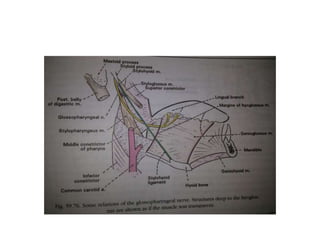 The cochlear aqueduct is a bony channel with a pyramidal shape
connecting the perilymphatic space of the scala tympani in close
proximity to the round window with the subarachnoid space at
the level of the JF
 