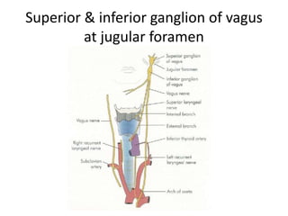The bone overlying the transitional zone from the jugular
bulb (JB) to the internal jugular vein (IJV) has been drilled away. The hook
can be seen underneath the fibrous band covering the exit of the bulb
from the bone. The jugulocarotid spine of bone (<) can be seen lying between
the internal carotid artery (ICA) and the jugular bulb. * The
fibrous band covering the entrance of the internal carotid artery into the
temporal bone.
 