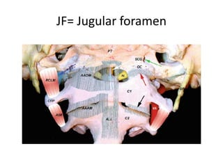 Jugular tubercle [ JT ]
 