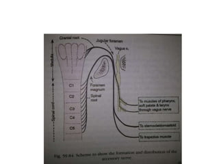 The glossopharyngeal nerve has its
own dural porus, which is situated 0-
3 mm upwards from the duralporus
of the tenth cranial nerve. The vagus
and the accessory nerve exit the
posterior fossa together in a sleeve
of dura through the jugular foramen.
 