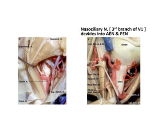 When you are approaching endoscopically
the upper most one is Sup.Orb.M
superiorly & Medial rectus inferiorly
The medial approach is directed through the
interval between the superior oblique and the
levator muscles.
 