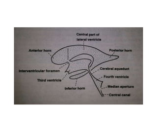 FIGURE 2. In this cystic craniopharyngioma (Patient 5), the stalk was centrally
infiltrated close to the pituitary and could not be preserved A. The incipient third
ventricle entrance is seen from intracavitary view. The slit into the third ventricle is
still covered with tumour capsule B. Complete removal of the capsule opened the
third ventricle C. Petehiae in the hypothalamus bilaterally resulted from apparently
gentle traction and blunt dissection of the capsule away from the hypothalamus
D. Psychoorganic change, disorientation and memory deficits were noticed in less
than a week after surgery, the transient sleep disorder become apparent in the
second week postoperatively (see also a supplemented video material 2).
 