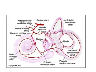 3rd ventricle entered through
1. Supra optic chiasmic route – by Lamina terminalis
2. Infra optic chiasmic route – by Tuber cinerereum
Infra optic chiasmic route – by
Tuber cinerereum
 