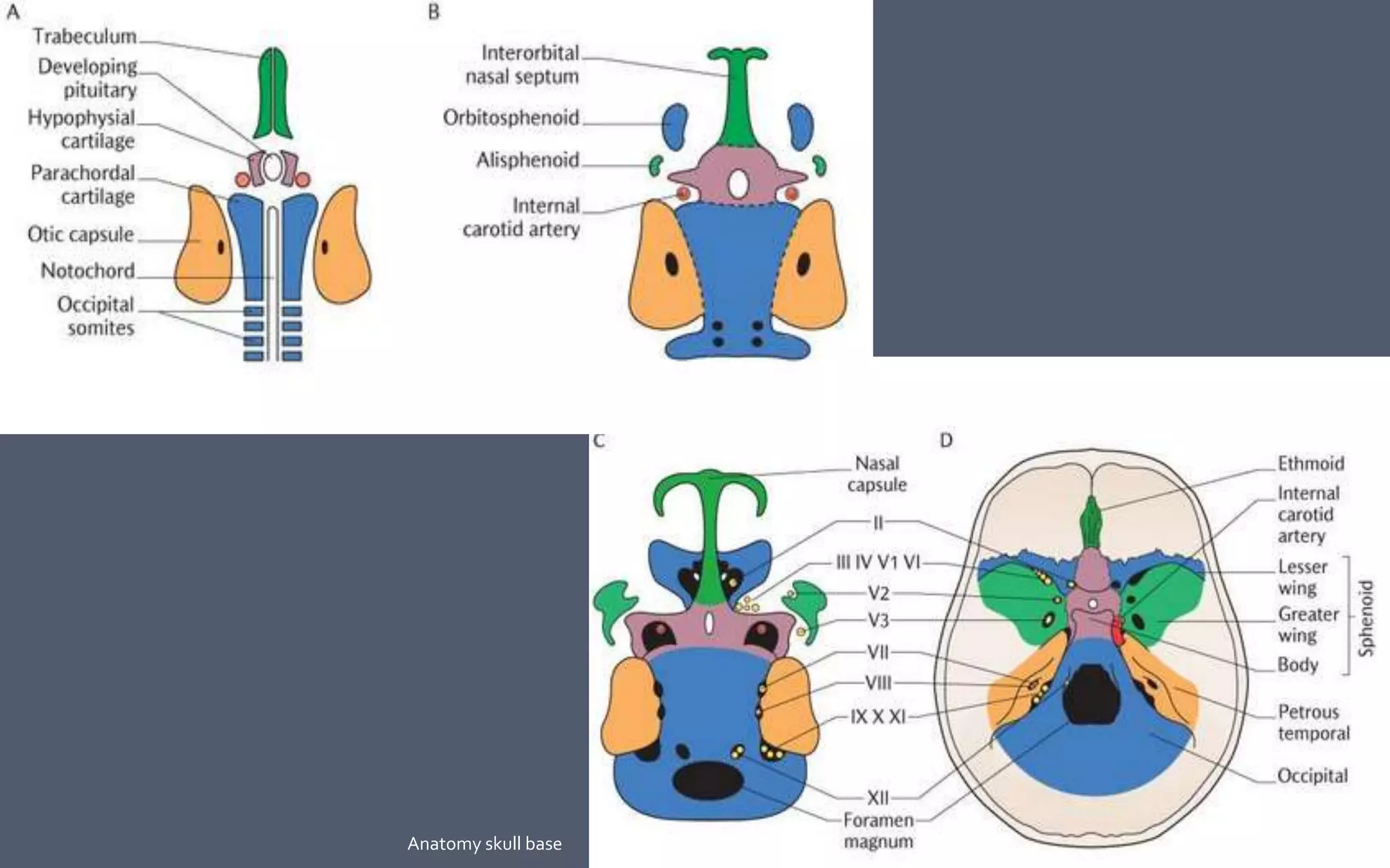 11Anatomy skull base
 