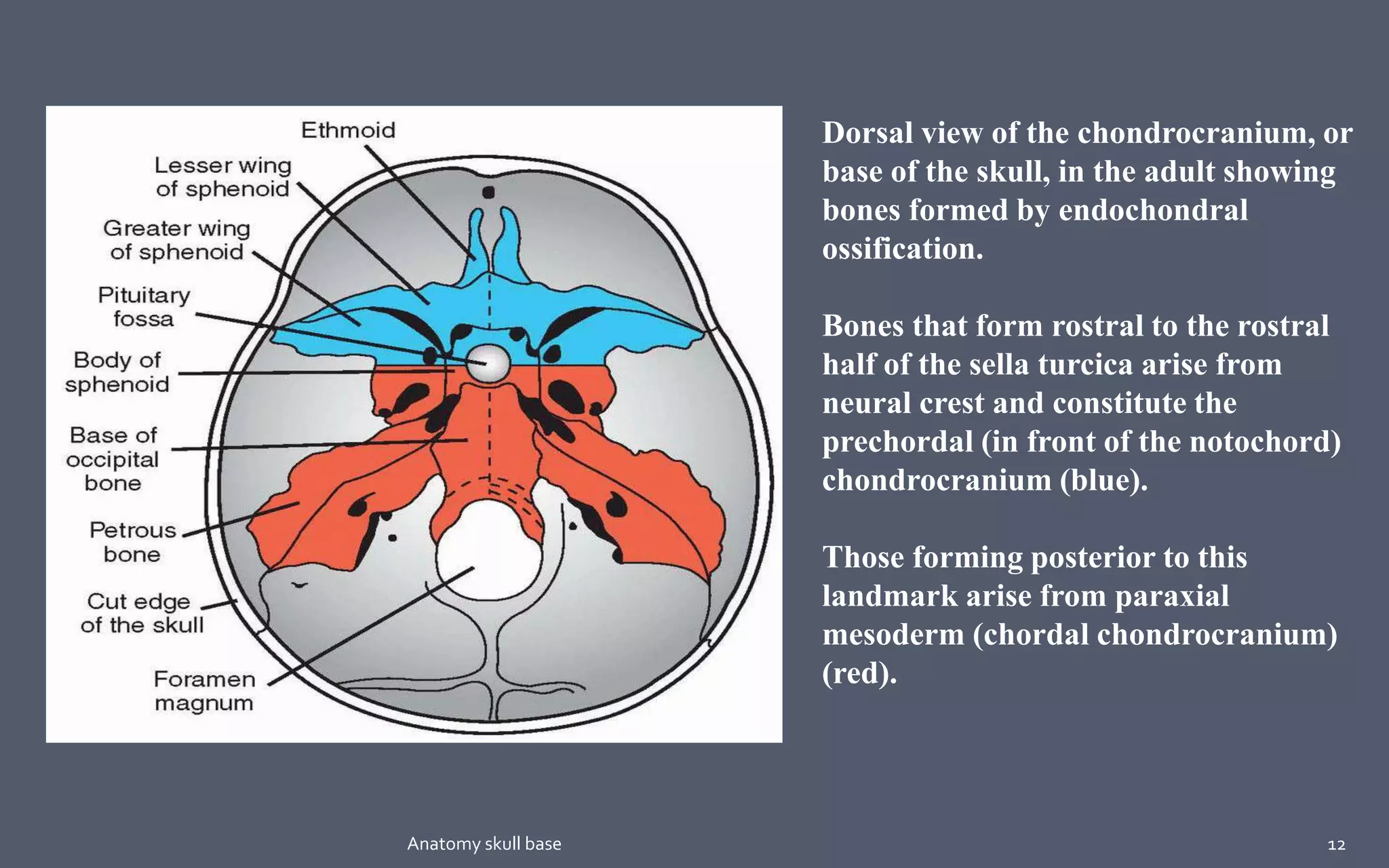 Dorsal view of the chondrocranium, or
base of the skull, in the adult showing
bones formed by endochondral
ossification.
Bones that form rostral to the rostral
half of the sella turcica arise from
neural crest and constitute the
prechordal (in front of the notochord)
chondrocranium (blue).
Those forming posterior to this
landmark arise from paraxial
mesoderm (chordal chondrocranium)
(red).
12Anatomy skull base
 