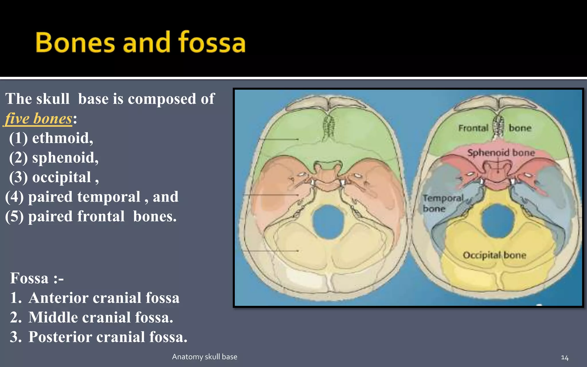 The skull base is composed of
five bones:
(1) ethmoid,
(2) sphenoid,
(3) occipital ,
(4) paired temporal , and
(5) paired frontal bones.
Fossa :-
1. Anterior cranial fossa
2. Middle cranial fossa.
3. Posterior cranial fossa.
14Anatomy skull base
 