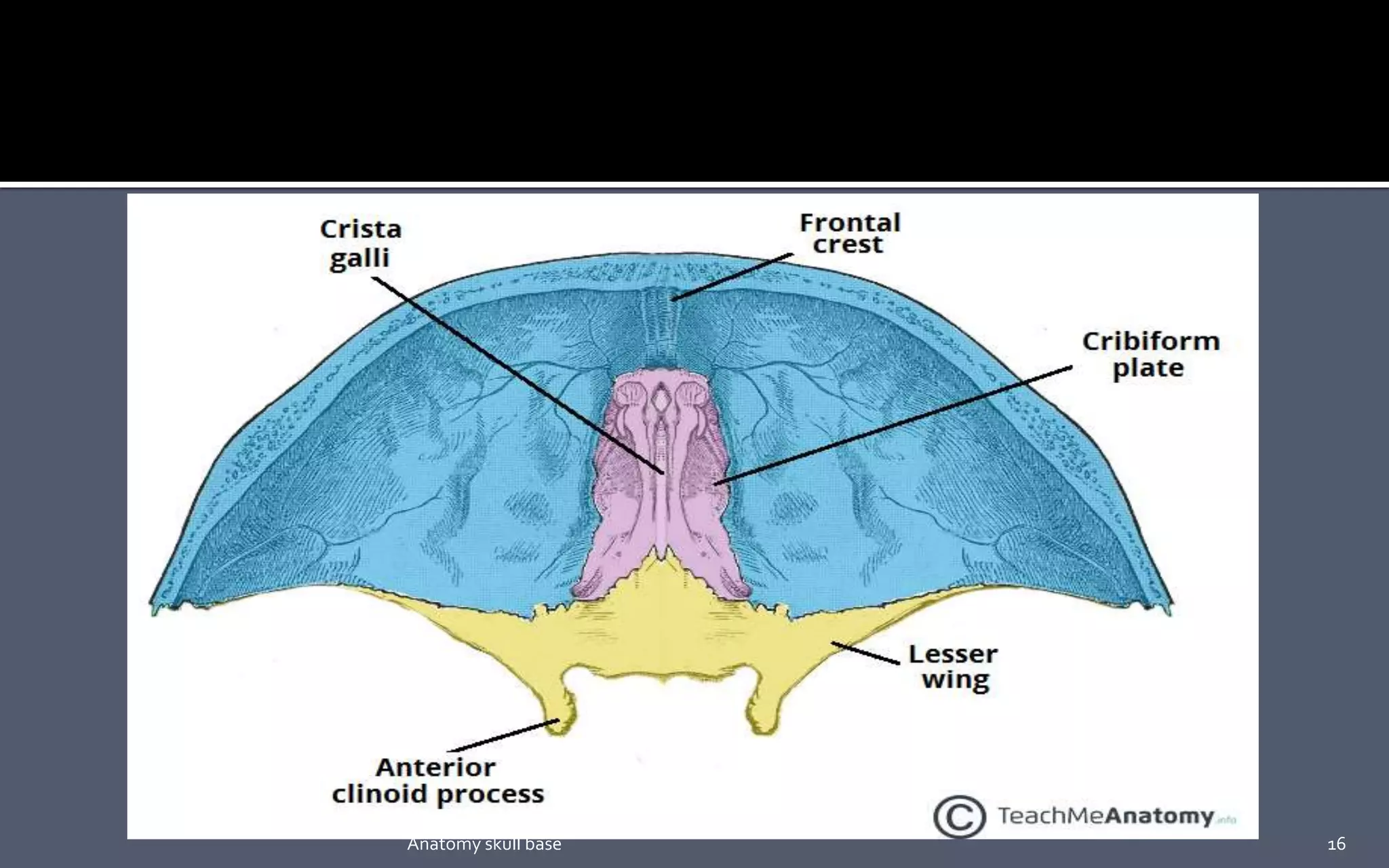 16Anatomy skull base
 