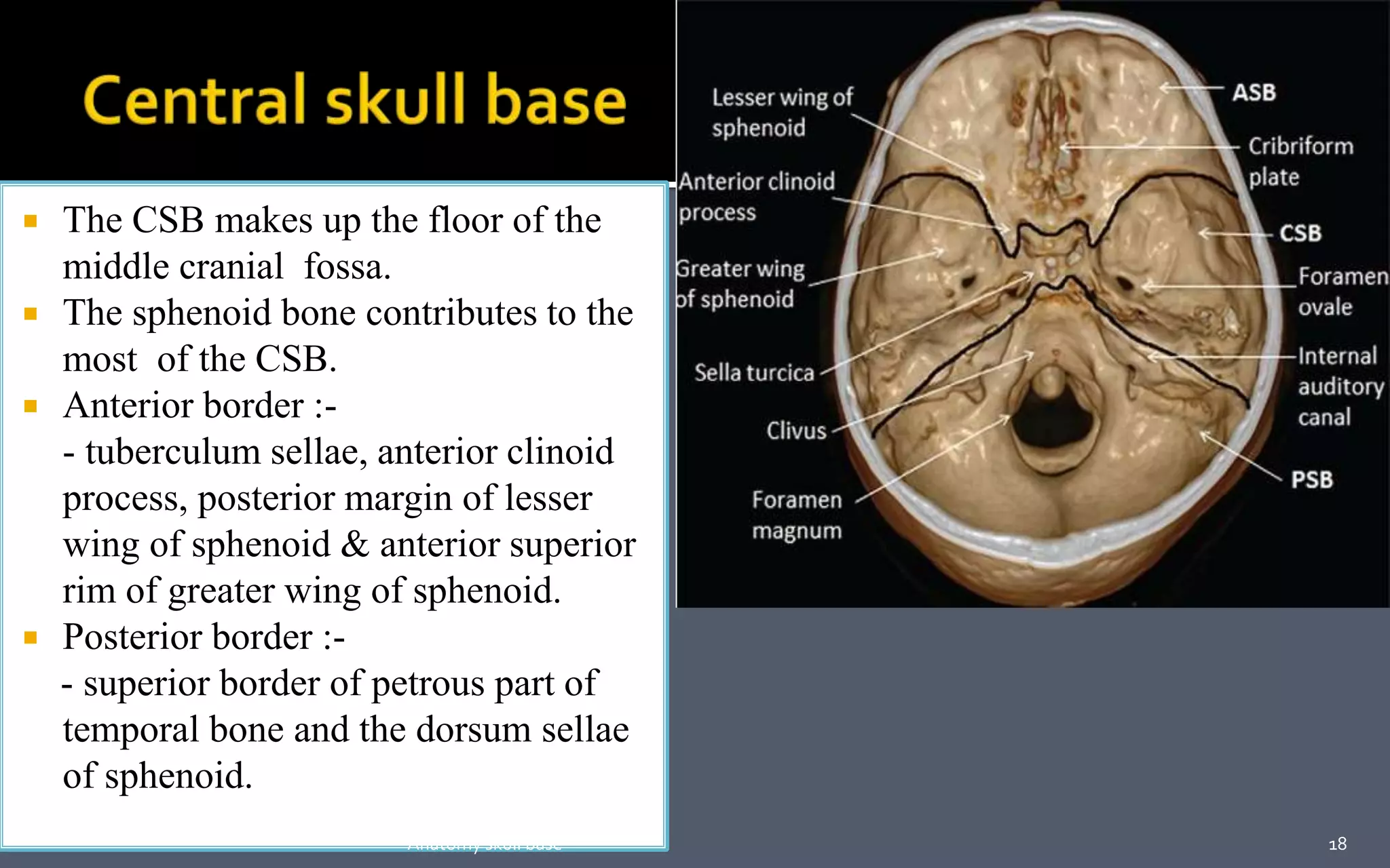  The CSB makes up the floor of the
middle cranial fossa.
 The sphenoid bone contributes to the
most of the CSB.
 Anterior border :-
- tuberculum sellae, anterior clinoid
process, posterior margin of lesser
wing of sphenoid & anterior superior
rim of greater wing of sphenoid.
 Posterior border :-
- superior border of petrous part of
temporal bone and the dorsum sellae
of sphenoid.
18Anatomy skull base
 
