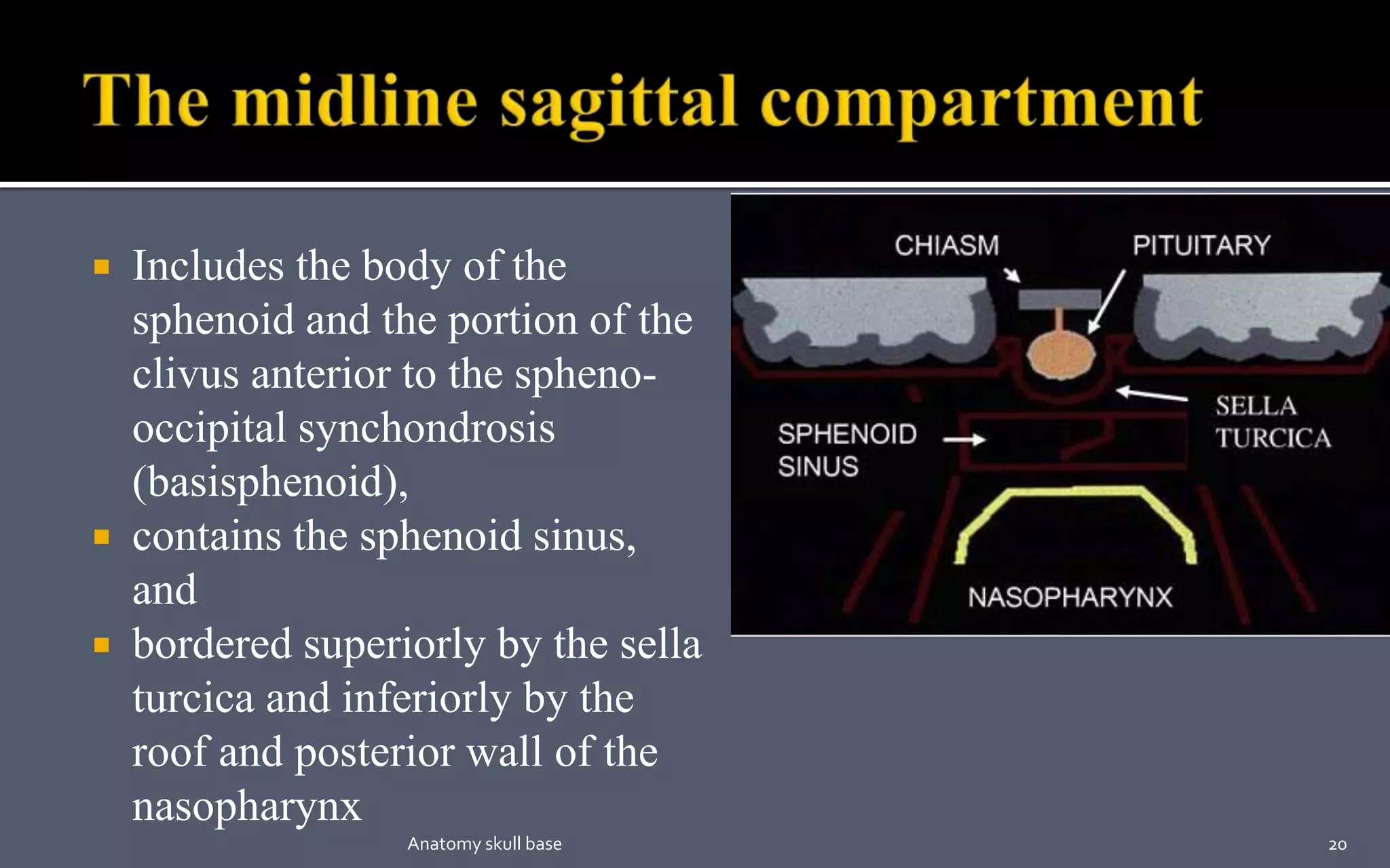  Includes the body of the
sphenoid and the portion of the
clivus anterior to the spheno-
occipital synchondrosis
(basisphenoid),
 contains the sphenoid sinus,
and
 bordered superiorly by the sella
turcica and inferiorly by the
roof and posterior wall of the
nasopharynx
20Anatomy skull base
 
