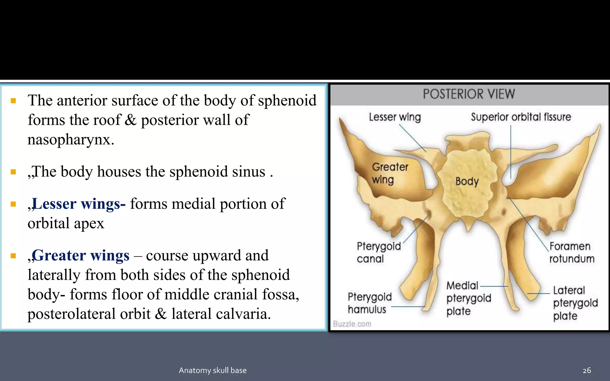  The anterior surface of the body of sphenoid
forms the roof & posterior wall of
nasopharynx.
 „The body houses the sphenoid sinus .
 „Lesser wings- forms medial portion of
orbital apex
 „Greater wings – course upward and
laterally from both sides of the sphenoid
body- forms floor of middle cranial fossa,
posterolateral orbit & lateral calvaria.
26Anatomy skull base
 