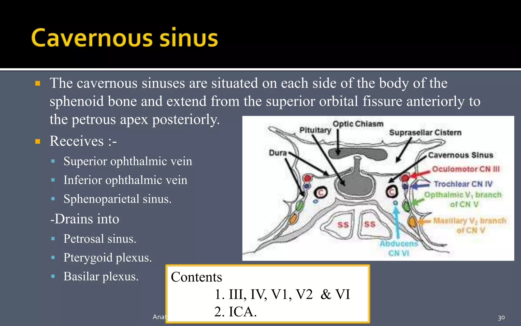  The cavernous sinuses are situated on each side of the body of the
sphenoid bone and extend from the superior orbital fissure anteriorly to
the petrous apex posteriorly.
 Receives :-
 Superior ophthalmic vein
 Inferior ophthalmic vein
 Sphenoparietal sinus.
-Drains into
 Petrosal sinus.
 Pterygoid plexus.
 Basilar plexus. Contents
1. III, IV, V1, V2 & VI
2. ICA. 30Anatomy skull base
 