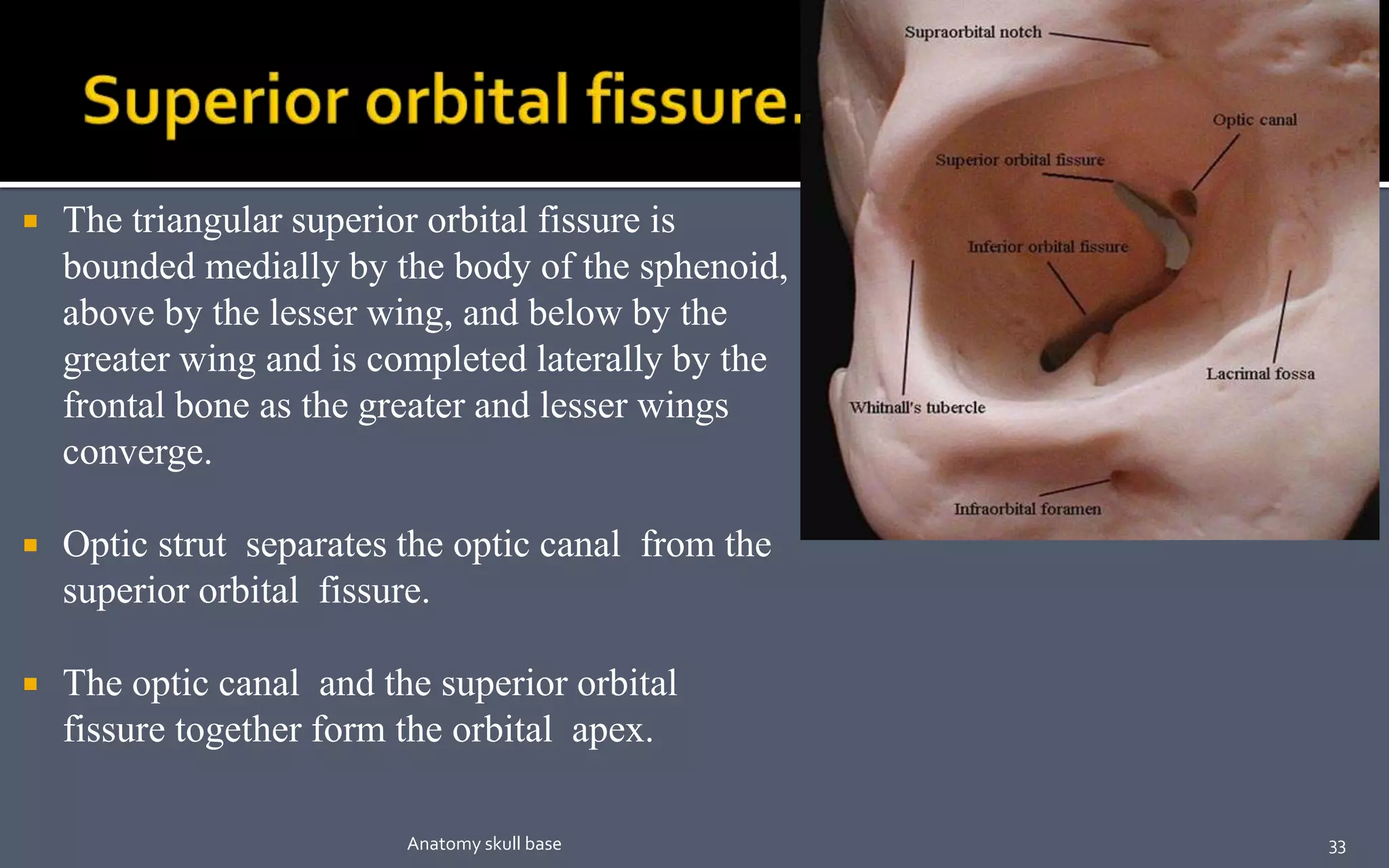  The triangular superior orbital fissure is
bounded medially by the body of the sphenoid,
above by the lesser wing, and below by the
greater wing and is completed laterally by the
frontal bone as the greater and lesser wings
converge.
 Optic strut separates the optic canal from the
superior orbital fissure.
 The optic canal and the superior orbital
fissure together form the orbital apex.
33Anatomy skull base
 