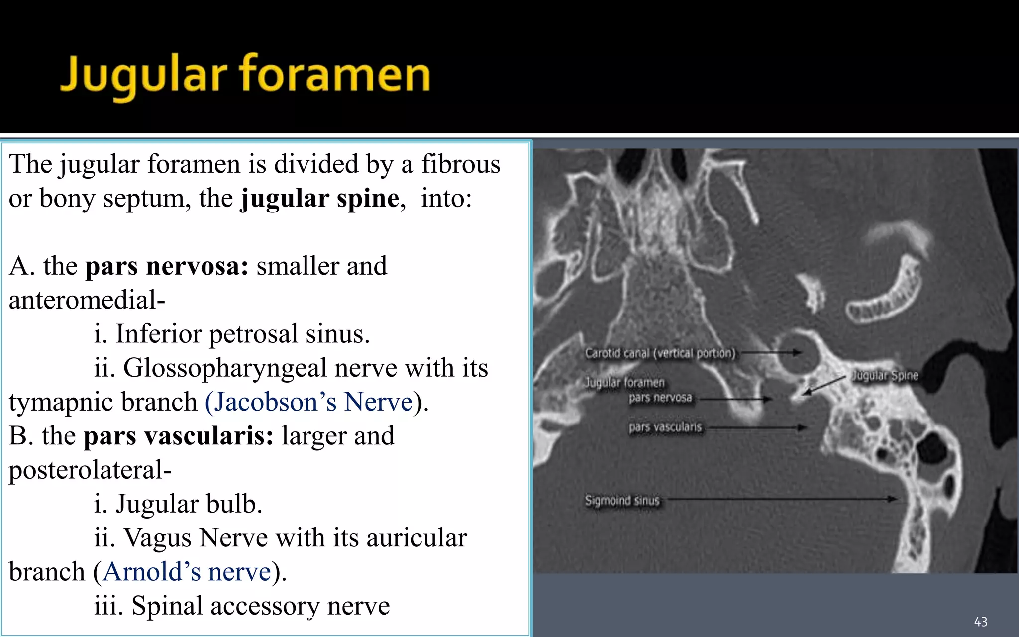 The jugular foramen is divided by a fibrous
or bony septum, the jugular spine, into:
A. the pars nervosa: smaller and
anteromedial-
i. Inferior petrosal sinus.
ii. Glossopharyngeal nerve with its
tymapnic branch (Jacobson’s Nerve).
B. the pars vascularis: larger and
posterolateral-
i. Jugular bulb.
ii. Vagus Nerve with its auricular
branch (Arnold’s nerve).
iii. Spinal accessory nerve 43Anatomy skull base
 