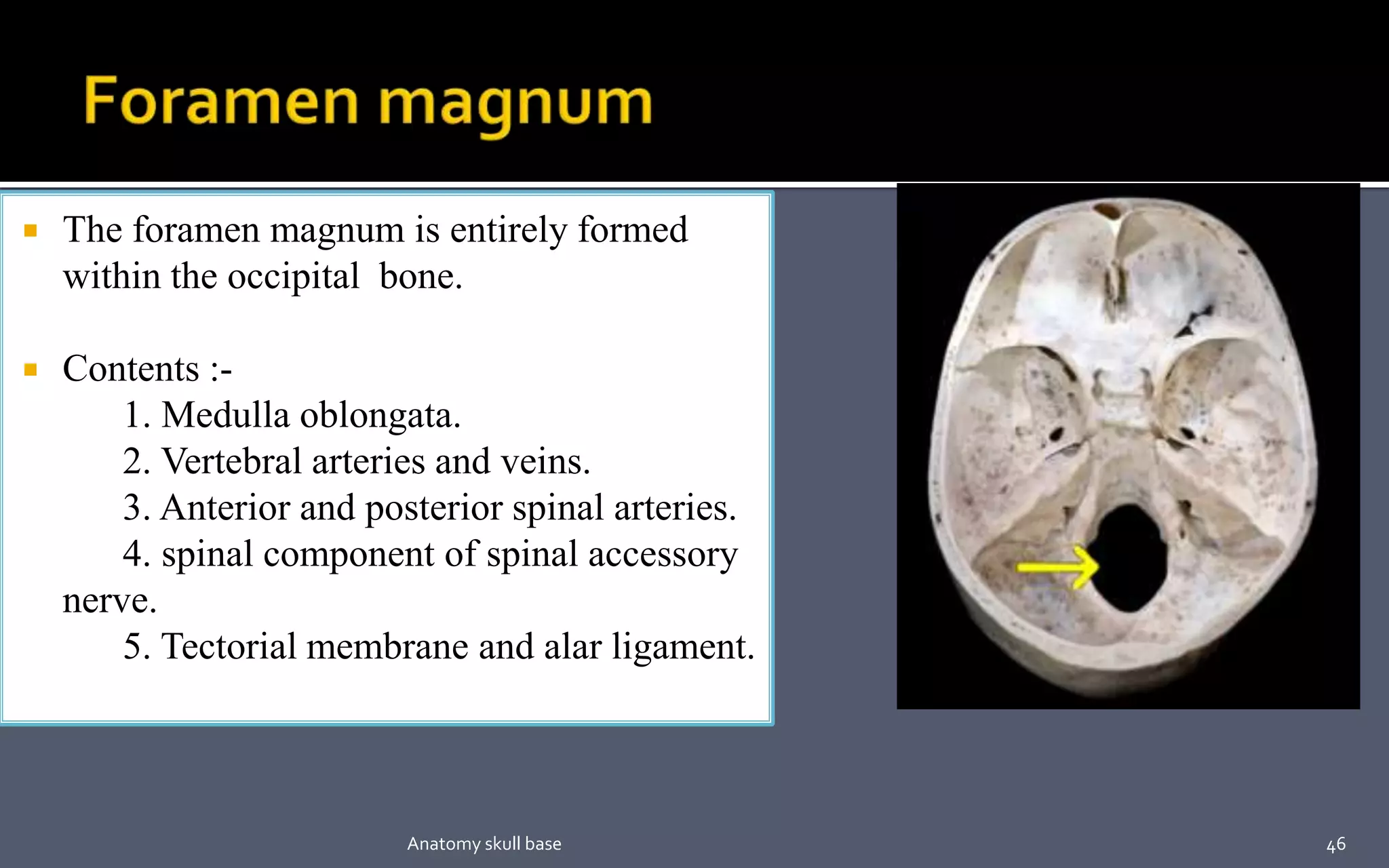  The foramen magnum is entirely formed
within the occipital bone.
 Contents :-
1. Medulla oblongata.
2. Vertebral arteries and veins.
3. Anterior and posterior spinal arteries.
4. spinal component of spinal accessory
nerve.
5. Tectorial membrane and alar ligament.
46Anatomy skull base
 