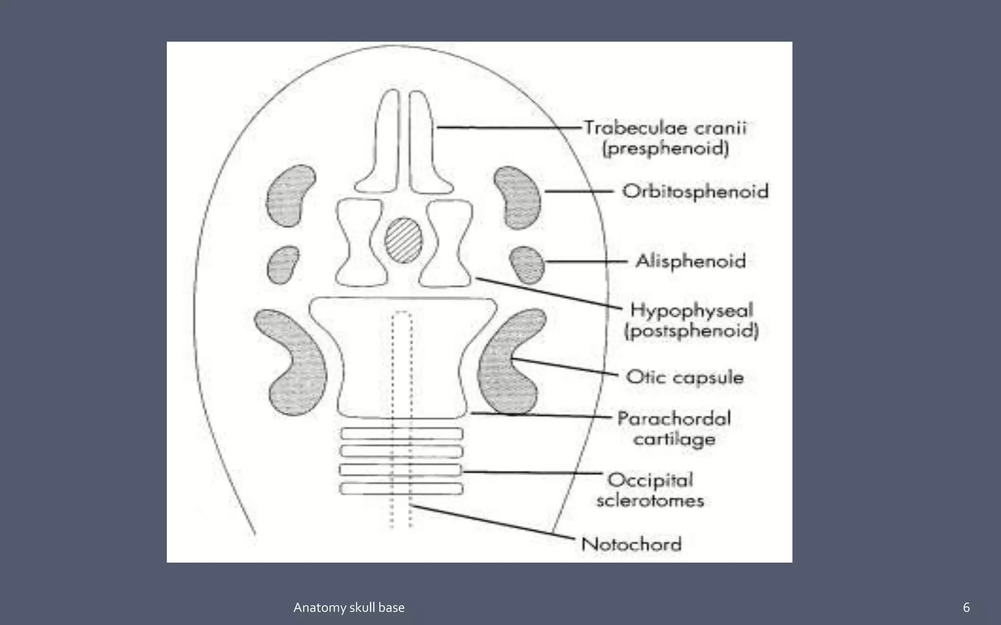 6Anatomy skull base
 
