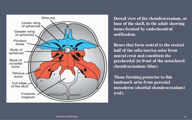 Skull base : Development and anatomy.