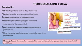 Radiological Anatomy of the Skull Base by Dr. Aryan | PPTX