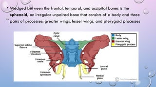 Radiological Anatomy of the Skull Base by Dr. Aryan | PPTX