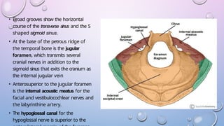 Petrous Ridge Positioning Chart skull based anatomy presentation radioimaging diagrams.pptx